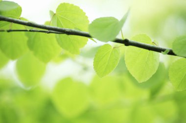 bahar yaprakları, yeşil arkaplan