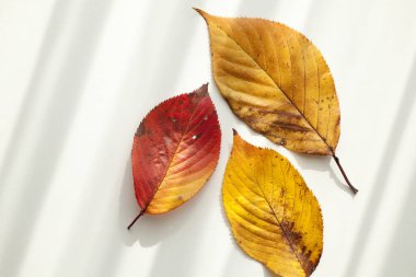 Ahşap arka planda parlak sonbahar yapraklarının yakın görüntüsü     