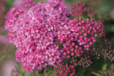 Bahçedeki güzel pembe çiçekler