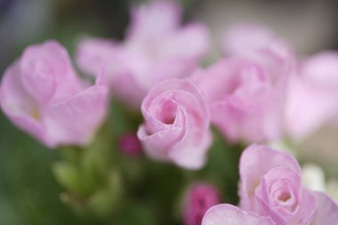 Yaz bahçesindeki güzel pembe gül çiçeklerinin yakın çekimi.            