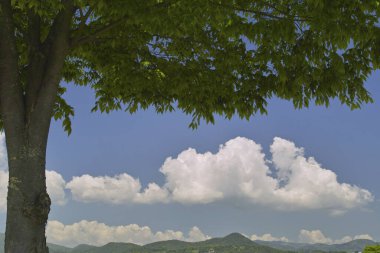 Ağacı ve mavi gökyüzü olan güzel bir manzara.