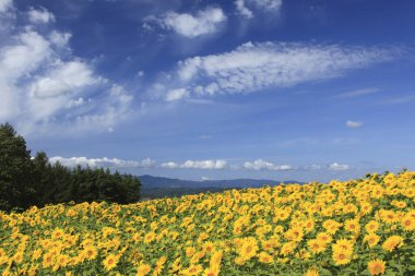 Sarı çiçekler tarlada.