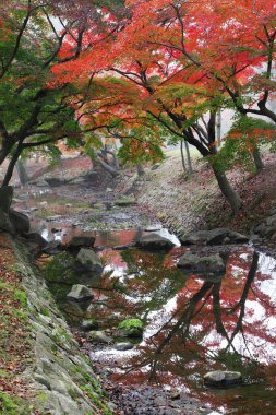 Japon parkında nehir kenarında renkli sonbahar ağaçları