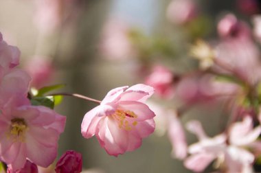 İlkbaharda pembe kiraz çiçeği