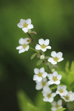 Bahçedeki güzel beyaz çiçekler