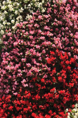 Bahçedeki güzel çiçekler