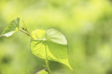 Ormanda yeşil yapraklar