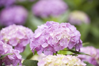 Bahar bahçesinde güzel ortanca çiçekleri, güzel doğal arka plan                    