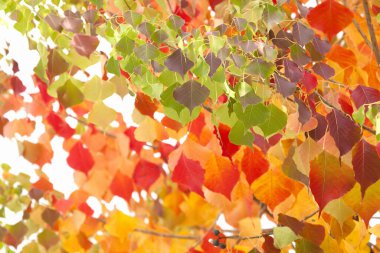 Sonbahar yaprakları arka plan, sonbahar bitkileri