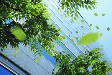 yeşil yapraklar ve mavi gökyüzü