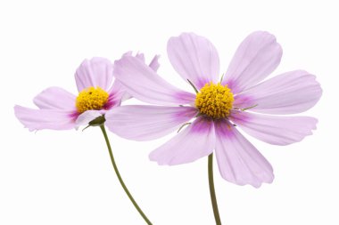 Beyaz arkaplanda izole edilmiş kozmos çiçeği