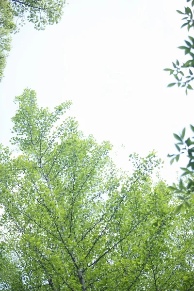 Folhas Verdes Floresta — Fotografia de Stock