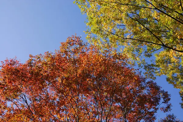 Őszi Levelek Erdőben Őszi Szezon Flóra — Stock Fotó