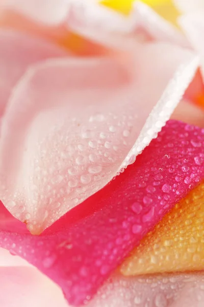 Розовая Роза Каплями Воды — стоковое фото