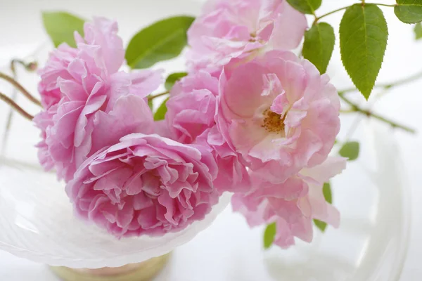 Belle Rose Rosa Sfondo Primo Piano — Foto Stock