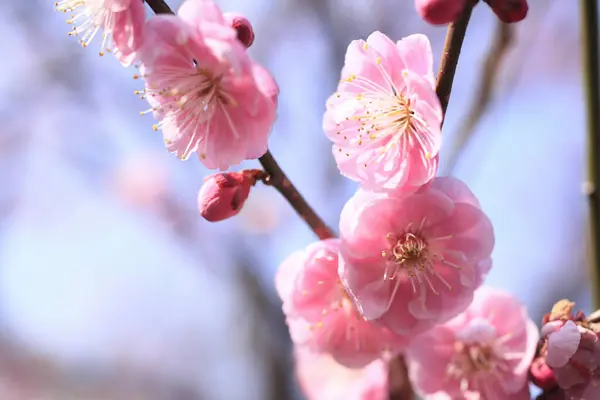 Ανοιξιάτικα Άνθη Σακούρα Ροζ Λουλούδια Κλαδί Δέντρου — Φωτογραφία Αρχείου