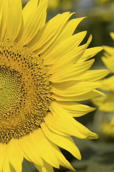 Gelbe Sonnenblumen Feld Aus Nächster Nähe — Stockfoto