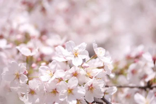 Fiore Ciliegio Primavera — Foto Stock