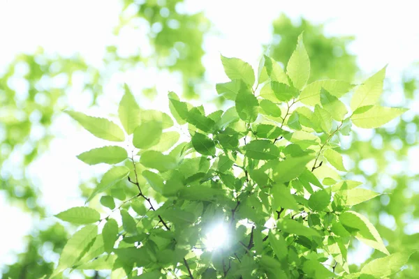 Свіже Весняне Зелене Листя Сонячними Променями Квітковий Фон — стокове фото