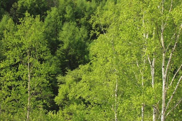 Doğanın güzel manzarası