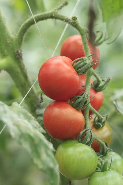 fresh red tomatoes in the garden