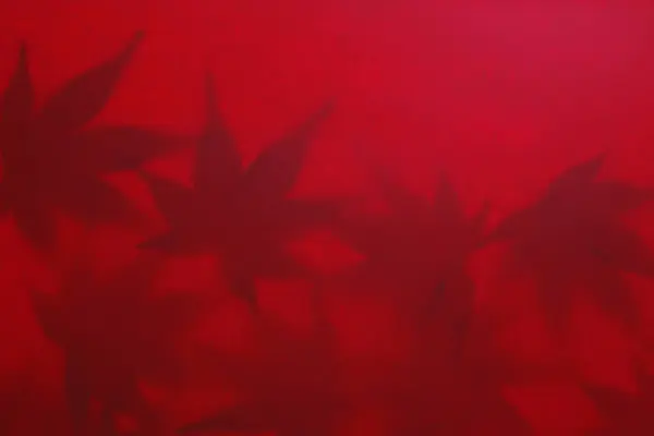 Rode Esdoorn Bladeren Rode Achtergrond — Stockfoto