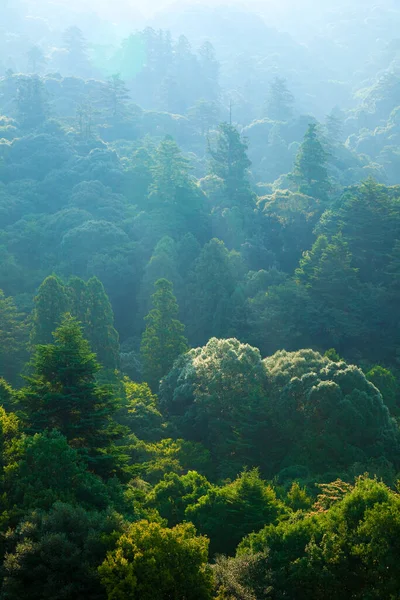 Vackert Landskap Berg Och Gröna Träd Morgonen — Stockfoto