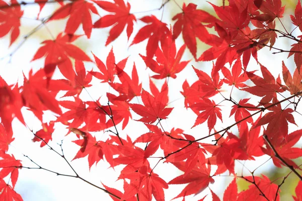 Japonya Sonbahar Mevsimi Boyunca Ağaçtaki Kırmızı Akçaağaç Yapraklarının Yakın Görüntüsü — Stok fotoğraf