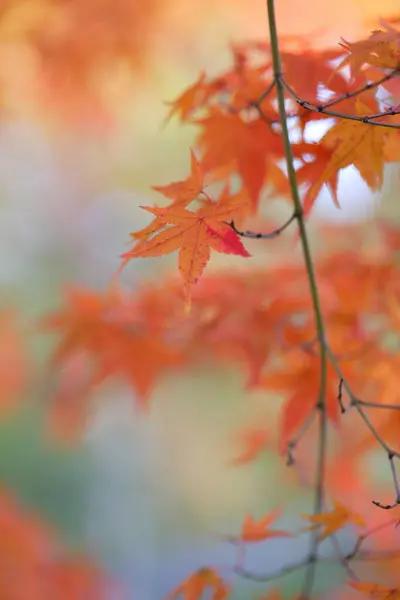 Ormandaki Ağaçlardaki Güzel Sonbahar Yaprakları — Stok fotoğraf