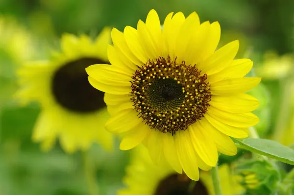 Schöne Gelbe Sonnenblume Garten — Stockfoto