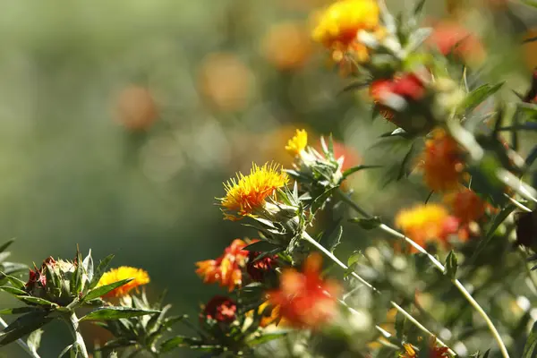 Kolorowe Letnie Kwiaty Rozmytym Tle — Zdjęcie stockowe