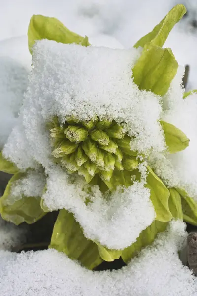 Krásný Bílý Sníh Zahradě — Stock fotografie