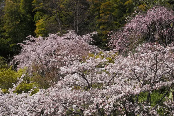 Красивые Весенние Цветы Саду — стоковое фото