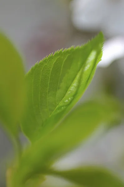 Крупним Планом Зелене Листя Природі — стокове фото