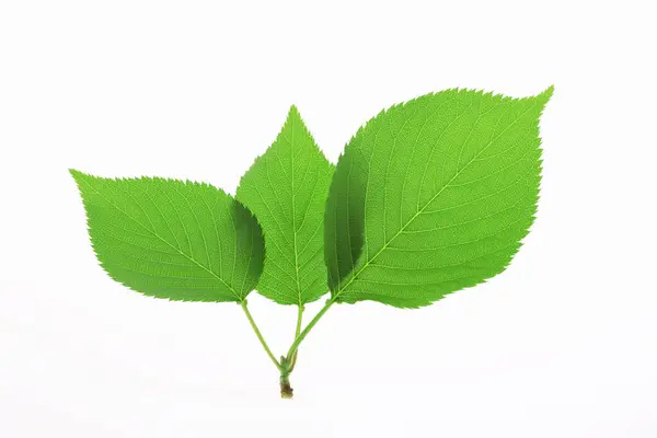 Свіжий Зелений Лист Ізольований Білому Фоні — стокове фото