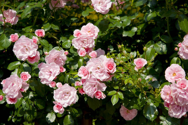 beautiful roses in garden