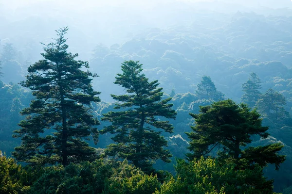Piękny Krajobraz Gór Zielonych Drzew Rano — Zdjęcie stockowe