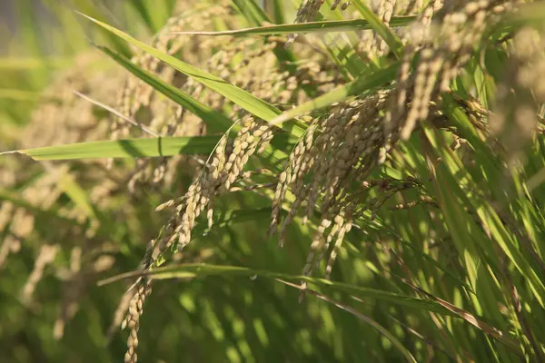 Αυτιά Των Φυτών Ρυζιού Στο Χωράφι Έννοια Της Γεωργίας — Φωτογραφία Αρχείου