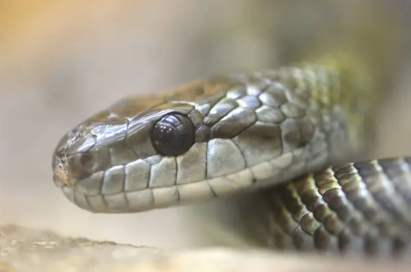 macro shot of a snake's head