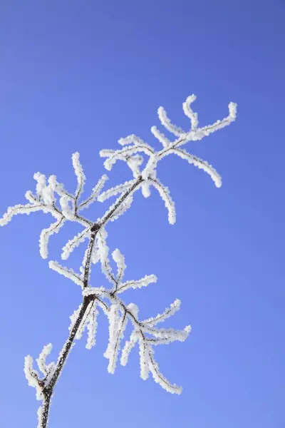 Nieve Rama Del Árbol Contra Cielo Azul —  Fotos de Stock