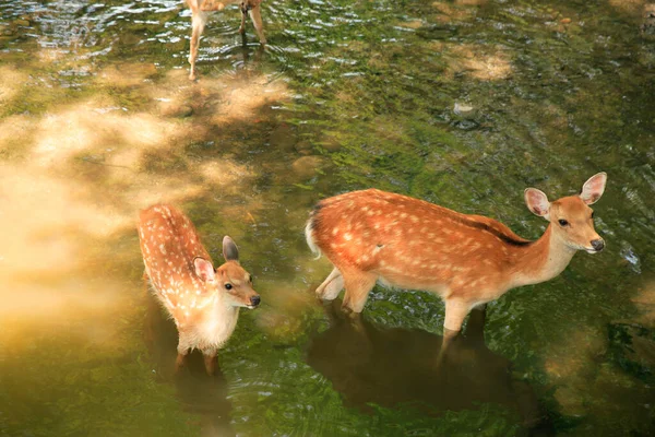 森林里的野鹿 — 图库照片