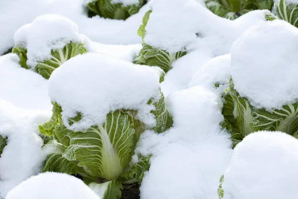fresh cabbage in the garden in winter