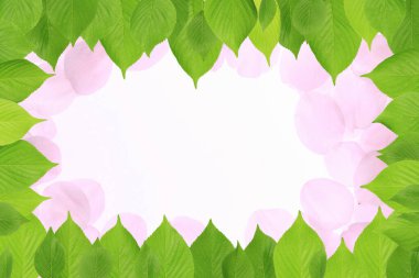 Beyaz arka planda güzel yeşil yapraklar ve pembe yapraklar.    