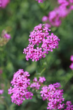 Bahçedeki pembe çiçekler