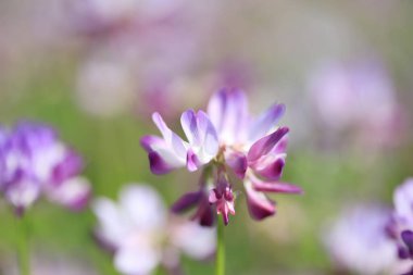 Çiçek açan yaz çiçekleri, çiçekli arka plan.