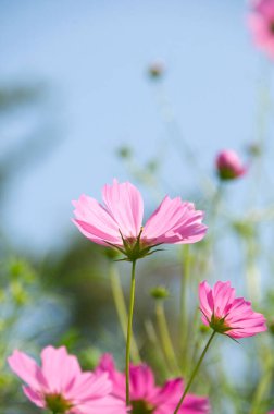 Bahçedeki güzel çiçekler