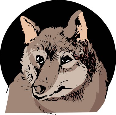 Kurt kafalı. Siyah kafa. resimleme.