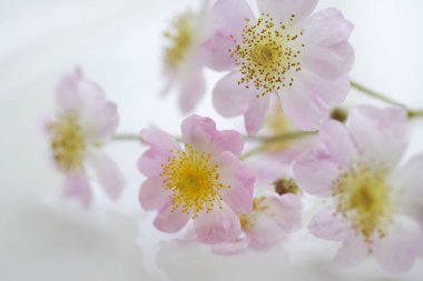 Japon kiraz çiçeklerinin açtığı yere yakın durun.