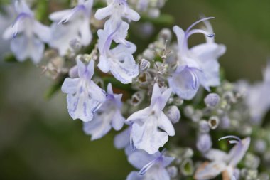 Açık büyüyen renk çiçekler yakın
