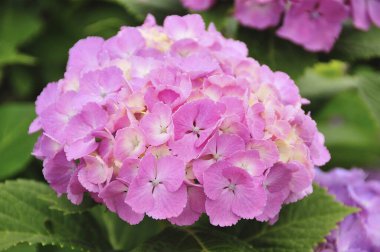 Bahçedeki güzel pembe ortanca